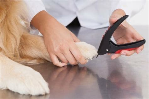 guillotine dog nail trimmers|using dog nail clippers properly.